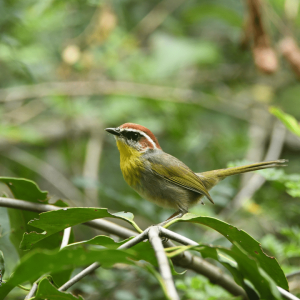 Birding Chipinque Kingfisher 06