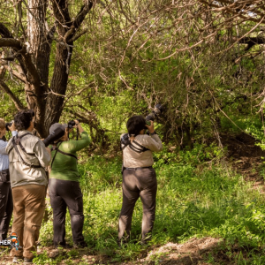 Birding San Ignacio Kingfisher 03