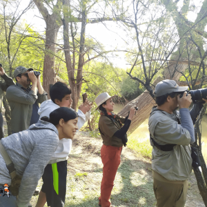 Birding San Ignacio Kingfisher 04
