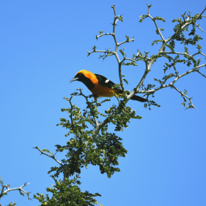 Birding San Ignacio Kingfisher 05