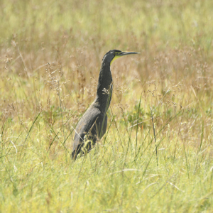 Birding San Ignacio Kingfisher 06