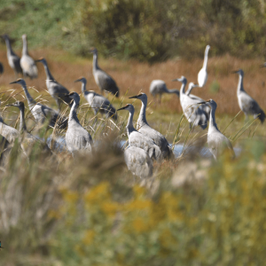 Birding San Ignacio Kingfisher 07