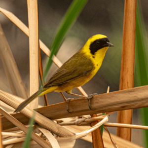 Birding San Ignacio Kingfisher 08
