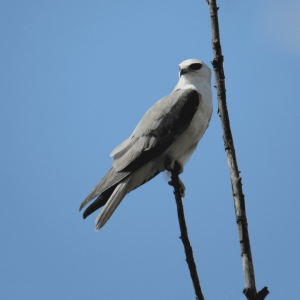 Birding San Ignacio Kingfisher 09