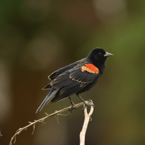 Birding San Ignacio Kingfisher 10