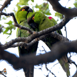 Birdring Tour Kingfisher 05