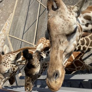 Convivencia con Jirafas Xenpal