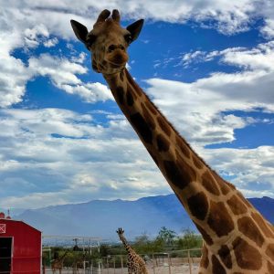 Safari en Nuevo León