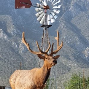 Safari en Nuevo León