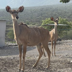 Safari en Nuevo León