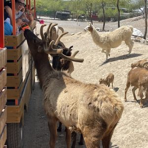 Safari en Nuevo León