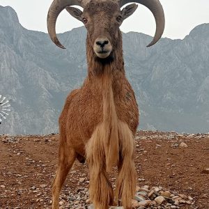 Safari en Nuevo León