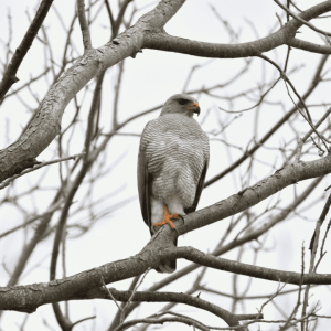 Río La Silla Kingfisher 03