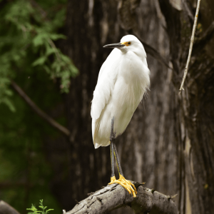 Río La Silla Kingfisher 07