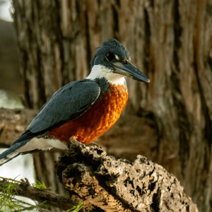 Río La Silla Kingfisher 08