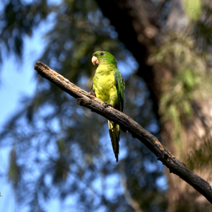 Río La Silla Kingfisher 10